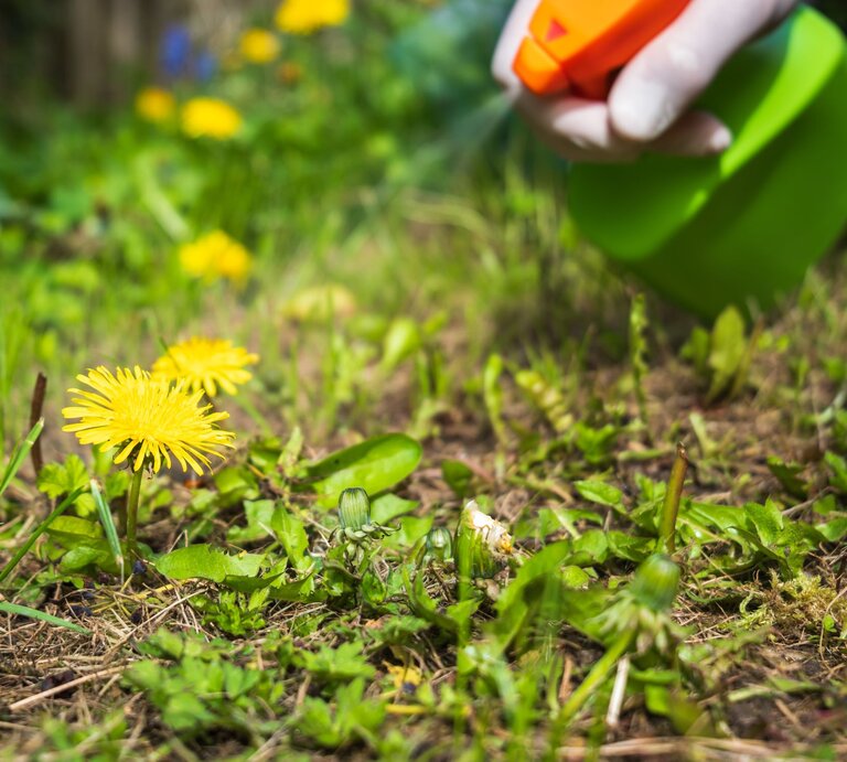 Person behandelt die Unkraut mit einer Spritzflasche. Im Fokus stehen zwei gelbe Löwenzahnblüten im Vordergrund auf einer grünen Wiese. Die Hand der Person hält die grün-orangefarbene Spritzflasche, die gerade das Herbizid auf die Unkräuter . | © Getty Images /yevtony