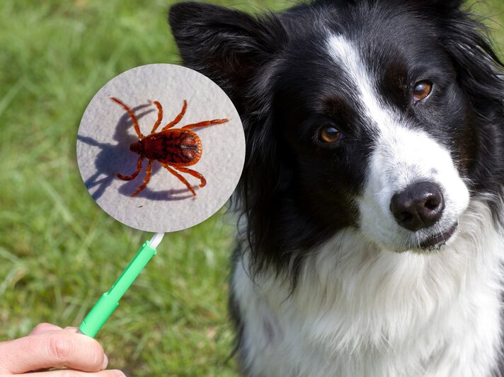 Collage mit einem Hund und einer Zecke:  Auf der rechten Seite des Bildes ist ein schwarz-weißer Hund, der aufmerksam schaut. Auf der linken Seite wird eine braune Zecke stark vergrößert dargestellt, als ob sie durch eine Lupe betrachtet wird. | © iStock (2) Collage BILD der FRAU