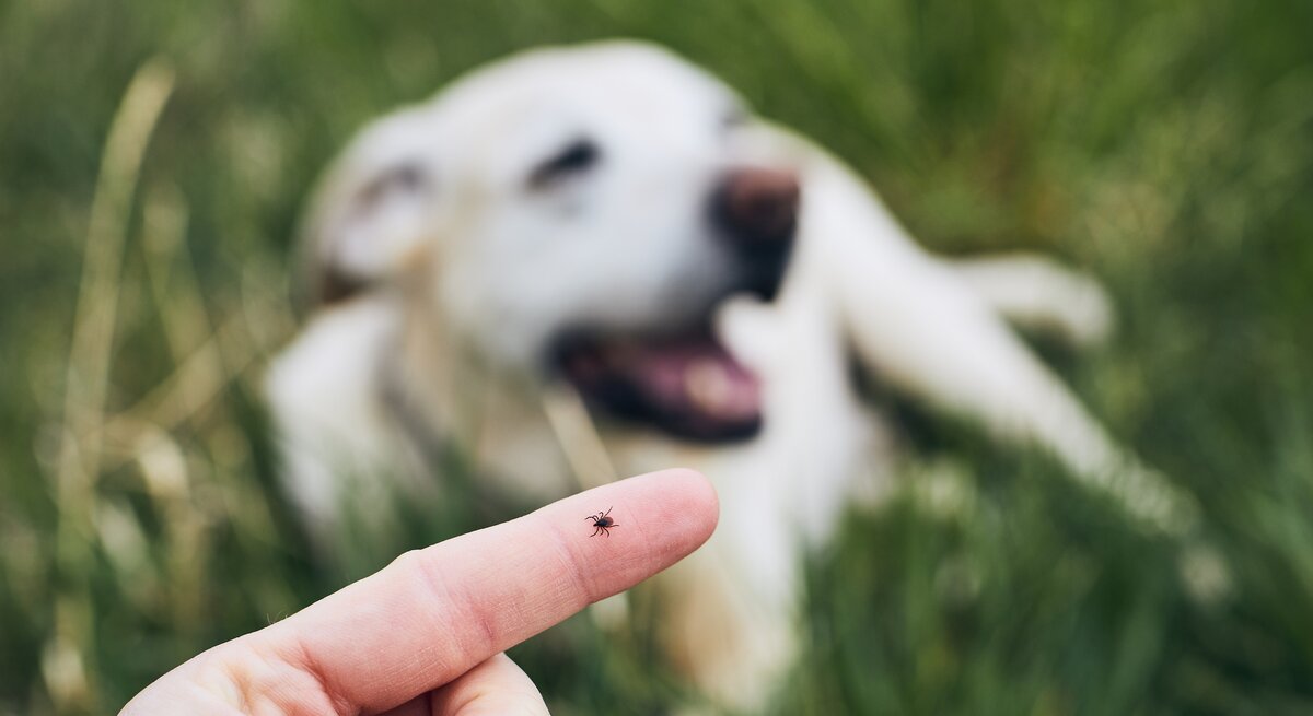 Eine Hand, die eine kleine braune Zecke auf der Fingerspitze hält. Im Hintergrund ist ein weißer Hund unscharf zu sehen, der im Gras liegt und scheinbar entspannt ist.