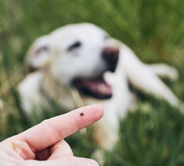 Eine Hand, die eine kleine braune Zecke auf der Fingerspitze hält. Im Hintergrund ist ein weißer Hund unscharf zu sehen, der im Gras liegt und scheinbar entspannt ist. | © iStock / Chalabala