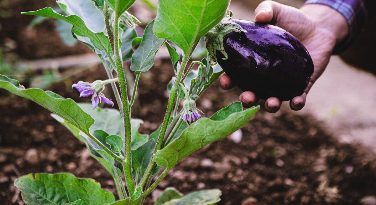 Eine Hand erntet eine reife, glänzende Aubergine von einer Pflanze mit grünen Blättern und lila Blüten im Garten.