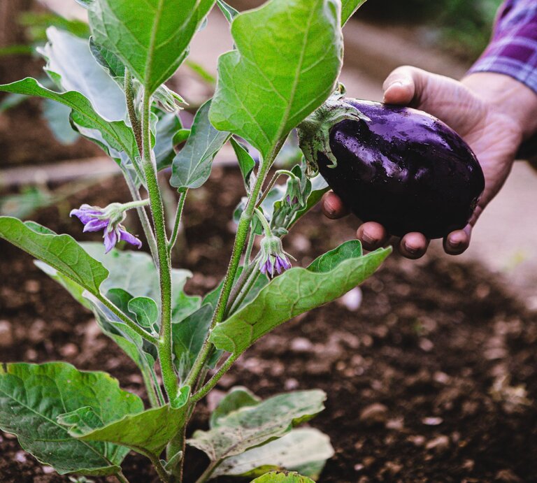 Eine Hand erntet eine reife, glänzende Aubergine von einer Pflanze mit grünen Blättern und lila Blüten im Garten. | © GettyImages/alvarez