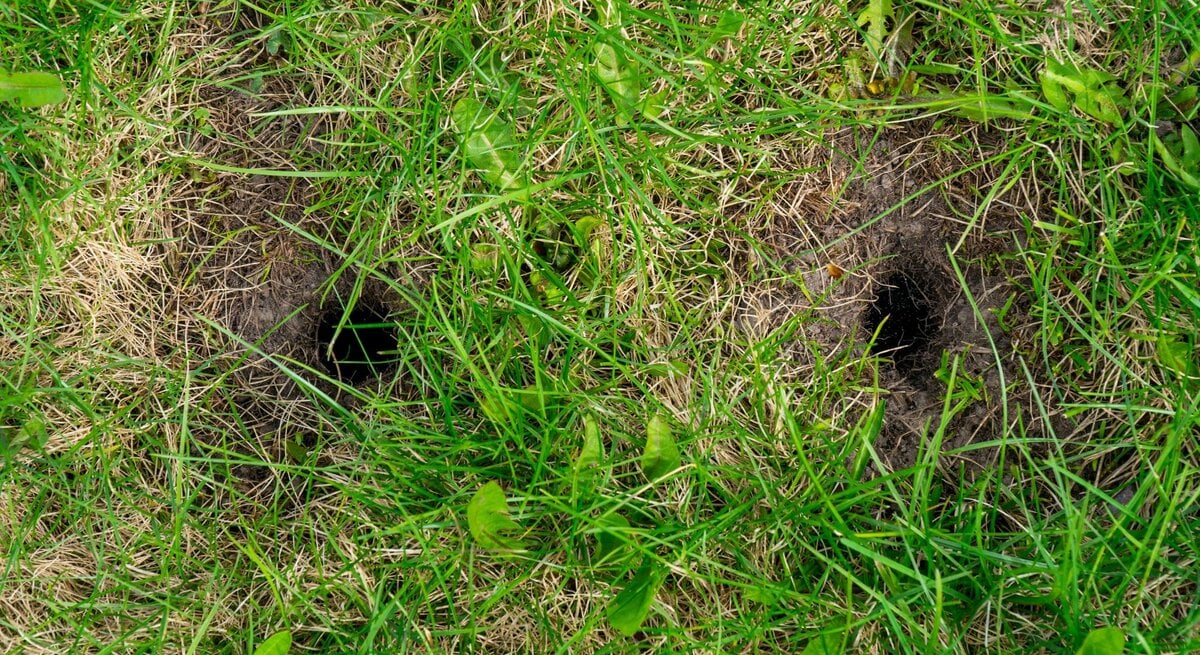Zwei dunkle Löcher im grünen Rasen mit vertrockneten Grasstellen und einzelnen Blättern.