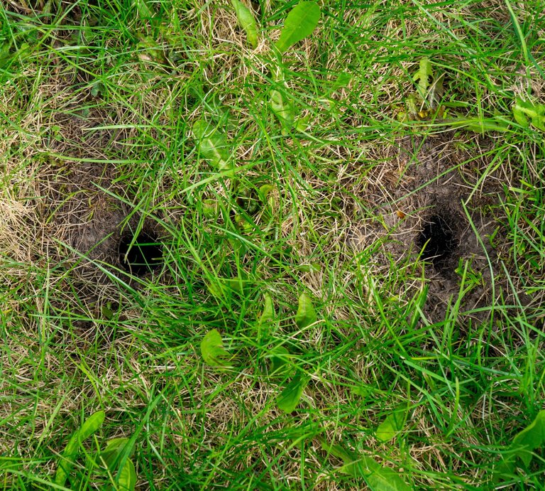 Zwei dunkle Löcher im grünen Rasen mit vertrockneten Grasstellen und einzelnen Blättern. | © Shutterstock/SergeyPerm73