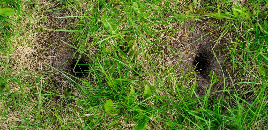Zwei dunkle Löcher im grünen Rasen mit vertrockneten Grasstellen und einzelnen Blättern. | © Shutterstock/SergeyPerm73
