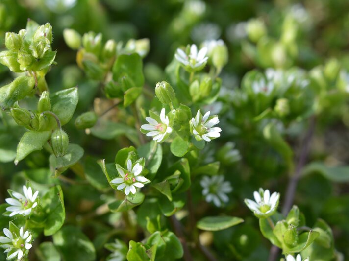 Kleine weiße Blüten auf grünem Blätterteppich in Nahaufnahme bei Tageslicht. | © Shutterstock/Orest lyzhechka