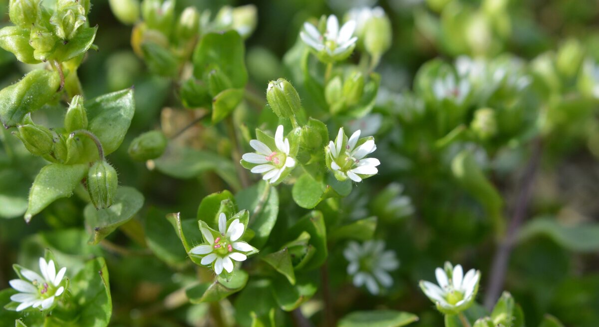 Kleine weiße Blüten auf grünem Blätterteppich in Nahaufnahme bei Tageslicht.