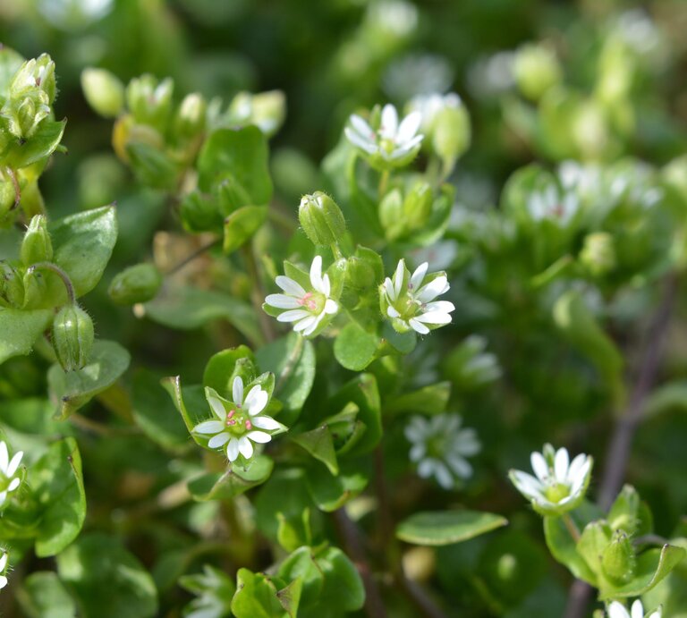 Kleine weiße Blüten auf grünem Blätterteppich in Nahaufnahme bei Tageslicht. | © Shutterstock/Orest lyzhechka