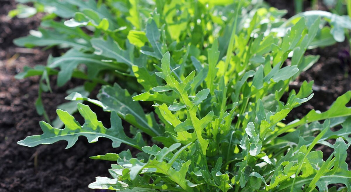 Junge, grüne Rucolablätter sprießen kräftig nebeneinander im Garten.