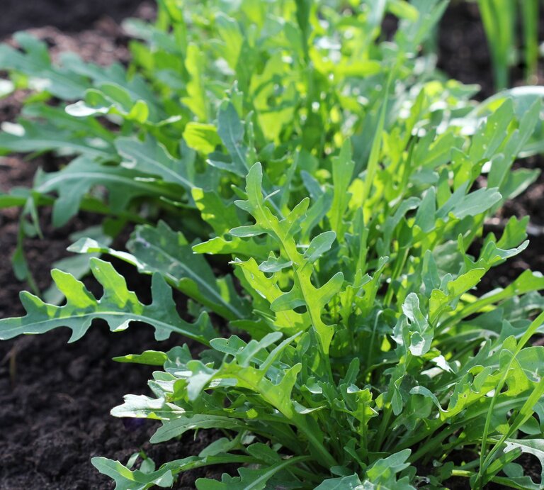 Junge, grüne Rucolablätter sprießen kräftig nebeneinander im Garten. | © Getty Images/Vaivirga