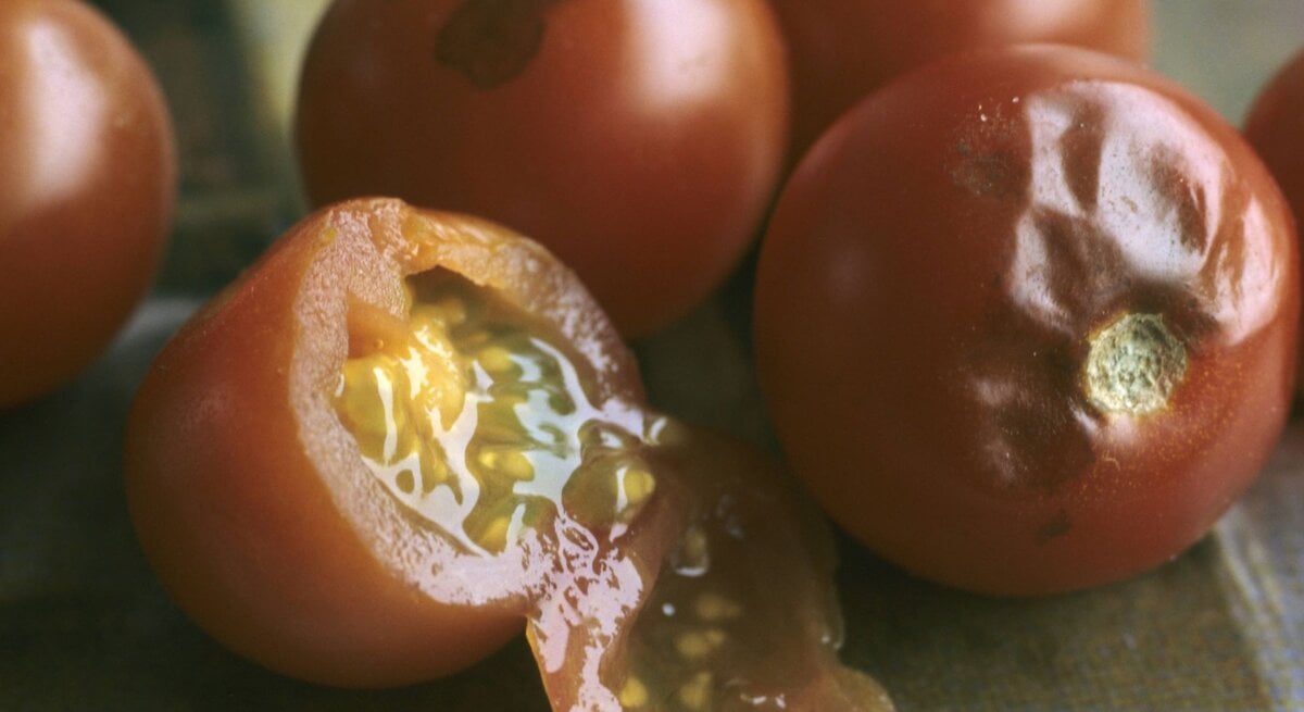 Tomaten mit Braunfäule