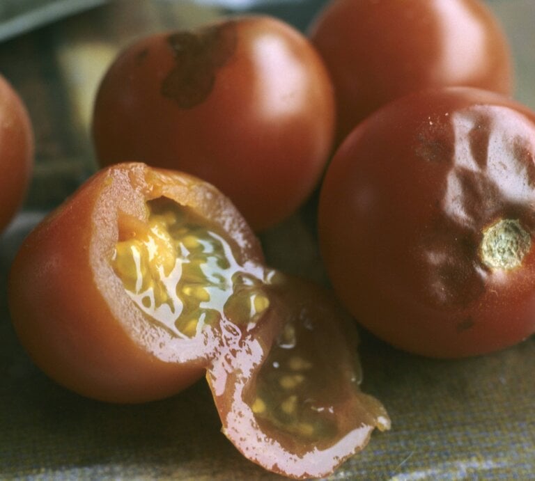 Tomaten mit Braunfäule | © IMAGO / blickwinkel