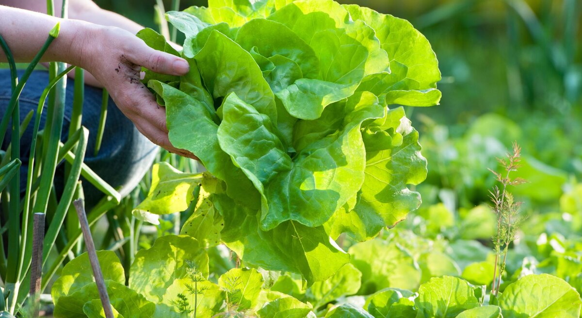 Eine Person mit schmutzigen Händen erntet frischen, grünen Kopfsalat in einem sonnigen Garten.