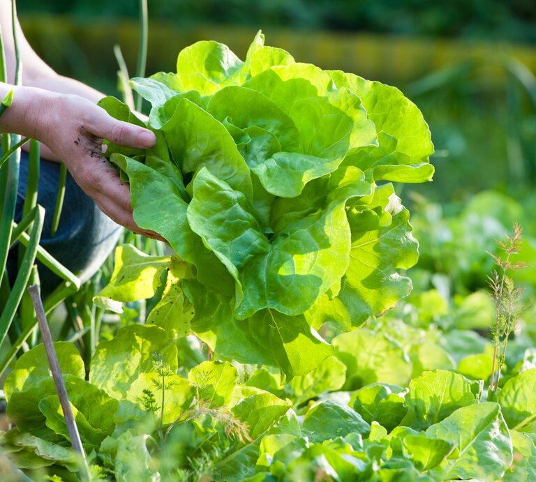 Eine Person mit schmutzigen Händen erntet frischen, grünen Kopfsalat in einem sonnigen Garten. | © GettyImages/AlexRaths