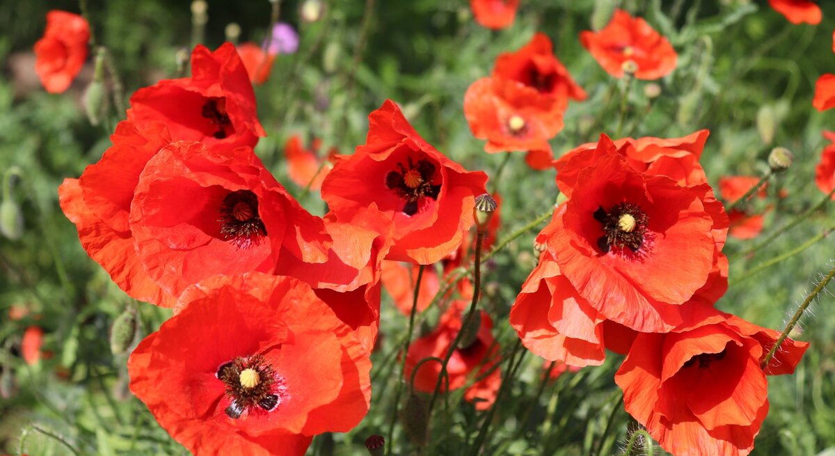 Leuchtend rote Mohnblumen blühen in voller Pracht auf einer grünen Wiese im Sonnenschein.