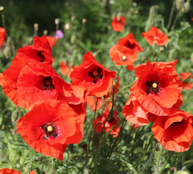 Leuchtend rote Mohnblumen blühen in voller Pracht auf einer grünen Wiese im Sonnenschein. | © Shutterstock/avoferten
