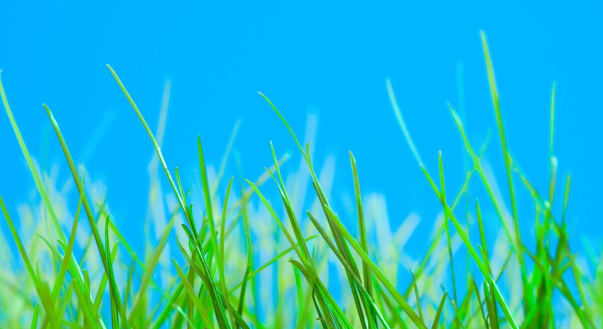 Quecke vor blauem Himmel