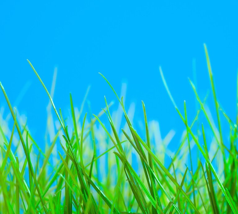 Quecke vor blauem Himmel | © gettyimages/	Sunnybeach