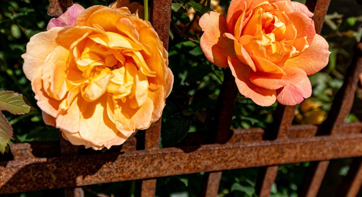 Zwei orangefarbene Rosen blühen leuchtend vor einem rostigen Eisenzaun in der Sommersonne, daneben geschlossene Knospen.