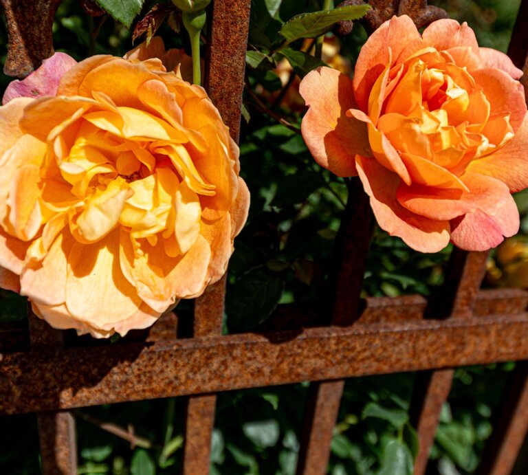 Zwei orangefarbene Rosen blühen leuchtend vor einem rostigen Eisenzaun in der Sommersonne, daneben geschlossene Knospen. | © Adobe Stock/ jokuephotography