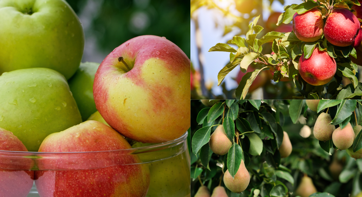 Reife grüne und rotgelbe Äpfel mit Tautropfen in einer Glasschale, daneben Apfel- und Birnenbäume voller Früchte im Sonnenlicht.