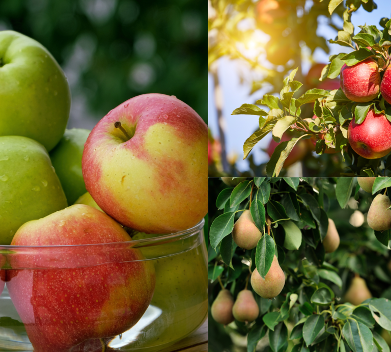 Reife grüne und rotgelbe Äpfel mit Tautropfen in einer Glasschale, daneben Apfel- und Birnenbäume voller Früchte im Sonnenlicht. | © Canva/Collage:bildderfrau.de