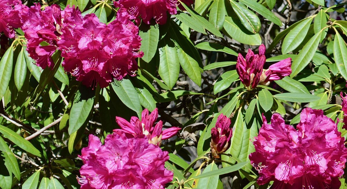 Leuchtend pinke Rhododendronblüten in voller Blüte, umgeben von glänzend grünen Blättern im Sonnenlicht.