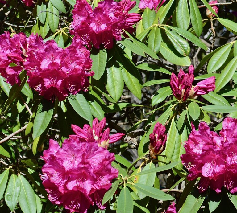 Leuchtend pinke Rhododendronblüten in voller Blüte, umgeben von glänzend grünen Blättern im Sonnenlicht. | © IMAGO/xpenrithpantherxPanthermedia38072943