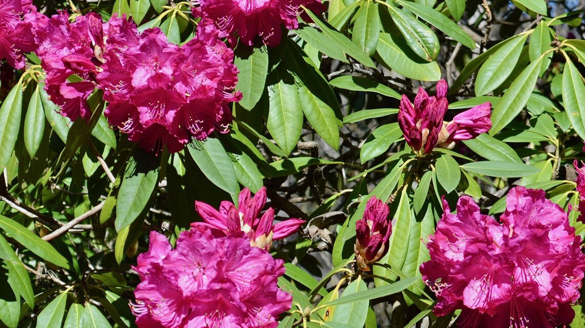 Rhododendron dngen: Nutze dieses einfache Abfallprodukt