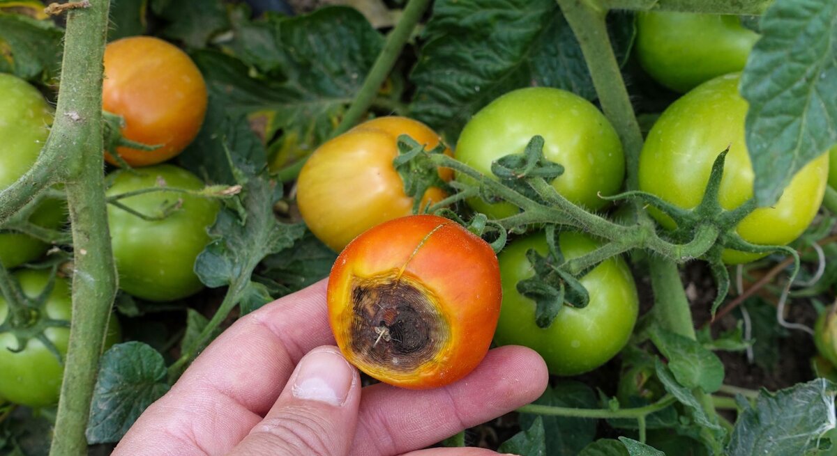 Ein Mensch zeigt eine faulende Tomate, die von grünen Blättern und anderen unreifen Tomatenpflanzen umgeben ist.