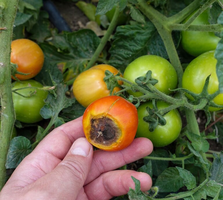 Ein Mensch zeigt eine faulende Tomate, die von grünen Blättern und anderen unreifen Tomatenpflanzen umgeben ist. | © Shutterstock/hanif66