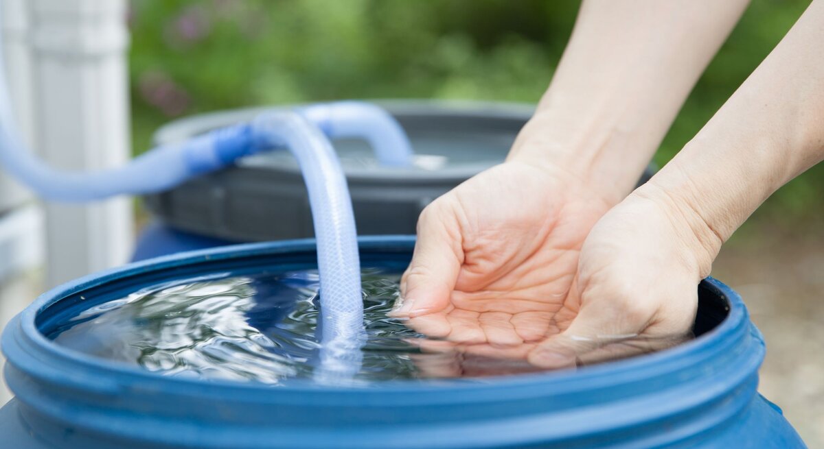 Nahaufnahme von Händen, die Wasser aus einem blauen Regenfass schöpfen, umgeben von grünem Garten.