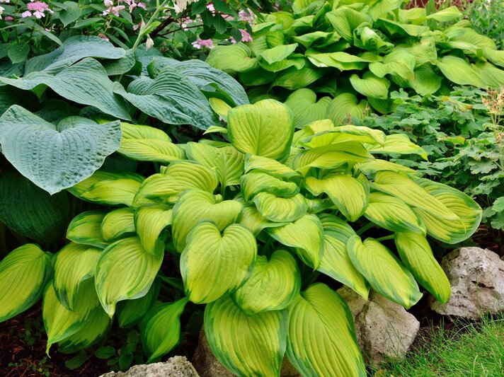 Grünes Hosta-Beet mit großen Blättern und kleinen rosa Blüten im Hintergrund, umgeben von Steinen. | © Shutterstock/Bankiras