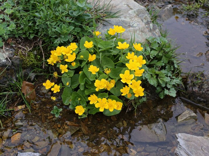 Gelbe Sumpfdotterblumen blühen am Ufer eines kleinen Baches zwischen grünen Blättern und Steinen. | © Shutterstock/Vankich1