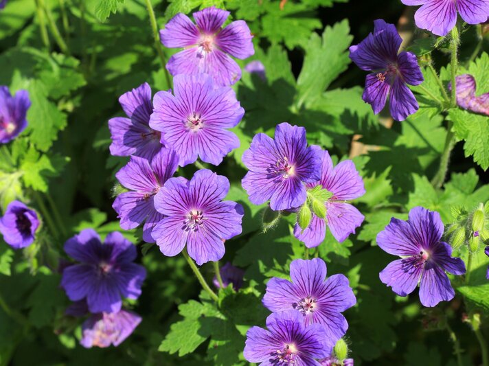 Leuchtend violette Storchschnabelblüten mit dunklen Adern und grünen Blättern im Sonnenlicht. | © Shutterstock/Maria Papworth