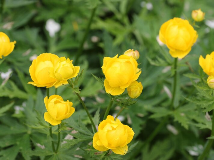 Leuchtend gelbe Trollblumen mit üppigem Laub in einem sommerlichen Garten. | © Shutterstock/JohnatAPW