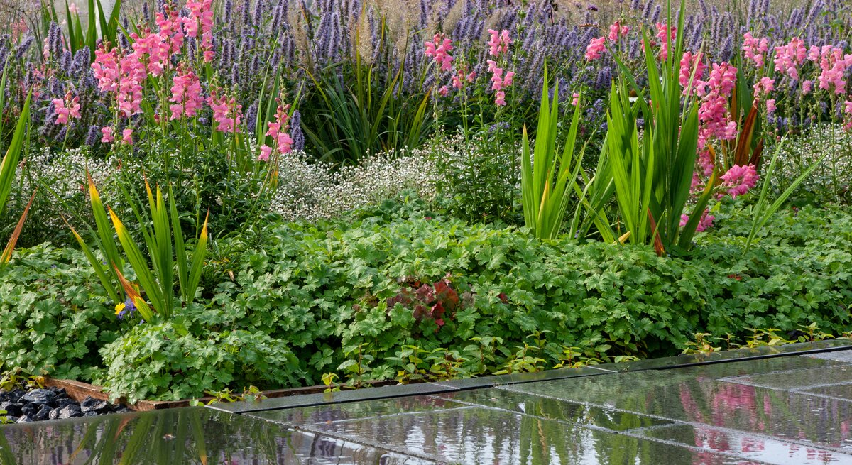 Blühender Garten mit pinken und violetten Blüten, grünen Blättern und feuchtem Steinweg, der die Blumen farbvoll widerspiegelt.