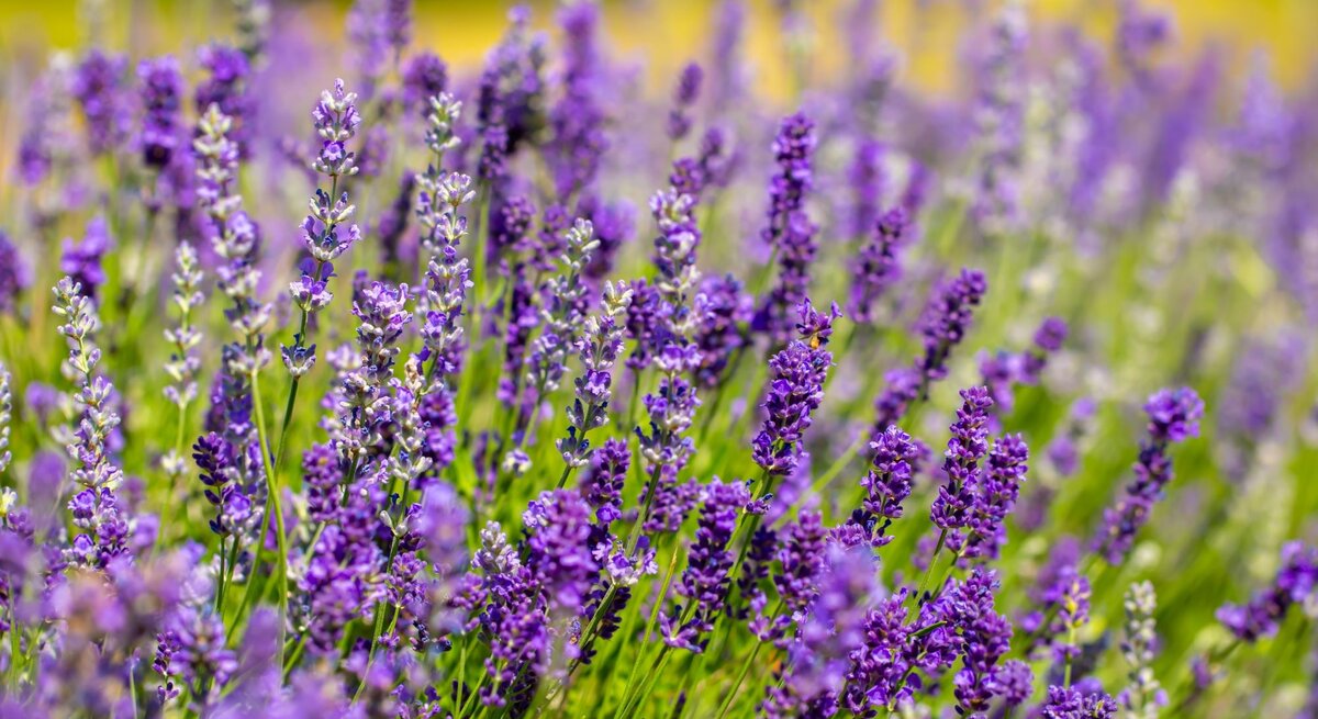 Üppig blühender Lavendel mit leuchtend violetten Blütenständen wiegt sich in der Sommersonne vor unscharfem Wiesenhintergrund.
