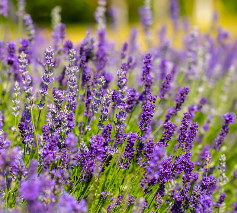 Üppig blühender Lavendel mit leuchtend violetten Blütenständen wiegt sich in der Sommersonne vor unscharfem Wiesenhintergrund. | © Shutterstock/Vera Larina