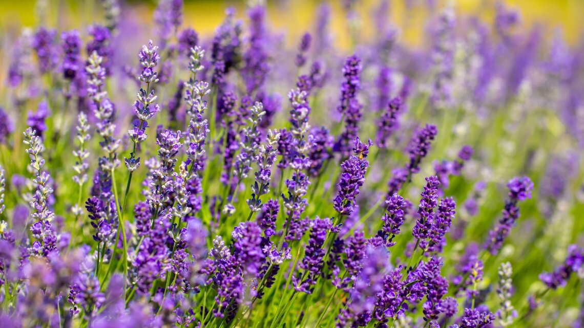 Lavendel dngen: Abfallprodukt aus dem Garten ist der beste Dnger