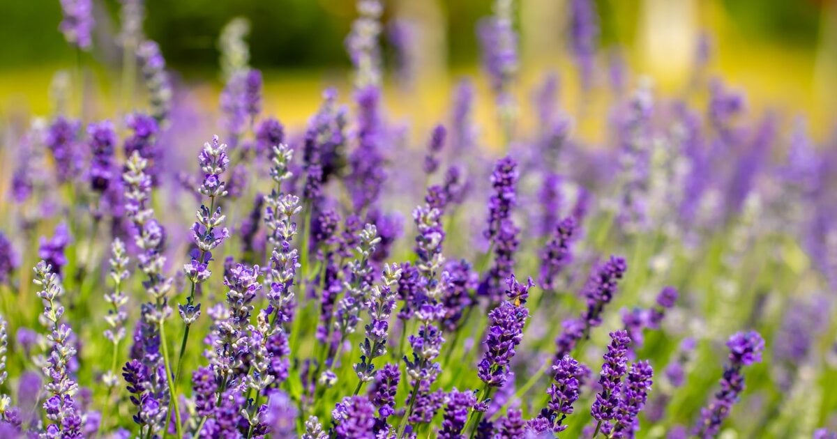 Lavendel dngen: Abfallprodukt aus dem Garten ist der beste Dnger