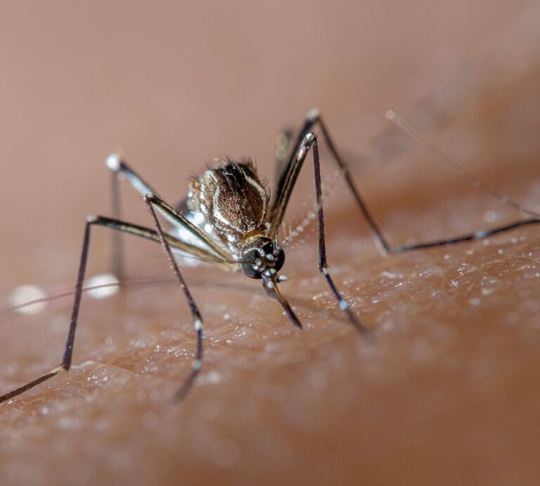 Nahaufnahme einer Stechmücke mit langen Beinen und feinen Härchen auf menschlicher Haut im braunen Hintergrund. | © GettyImages/Joao Paulo Burini