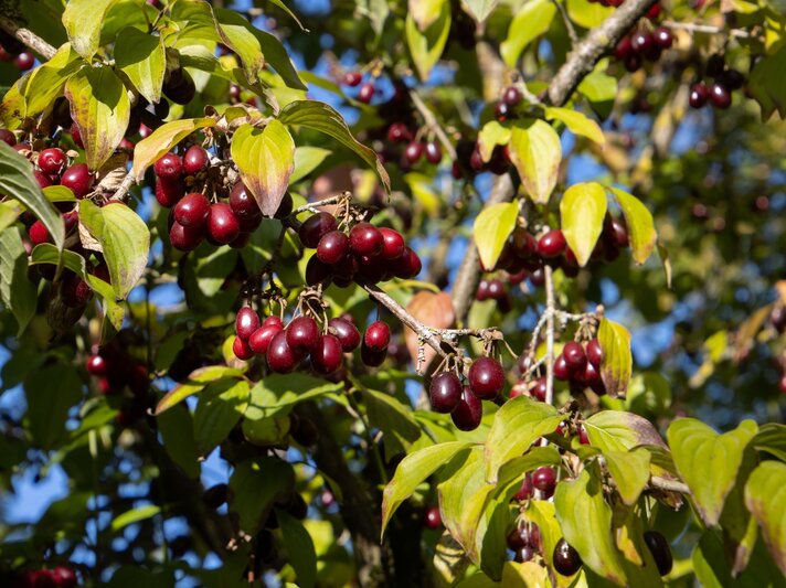 Ast eines Baumes mit reifen, dunkelroten Beeren und grünen Blättern vor blauem Himmel. | © Shutterstock/R. Knapp