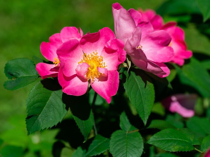 Strahlend pinke Wildrosenblüten mit gelber Mitte vor grünem, unscharfem Hintergrund. | © Shutterstock/LiuSol