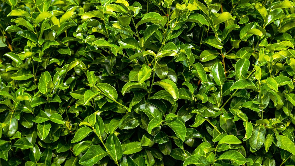 Drei Alternativen fr den giftigen Kirschlorbeer im Garten