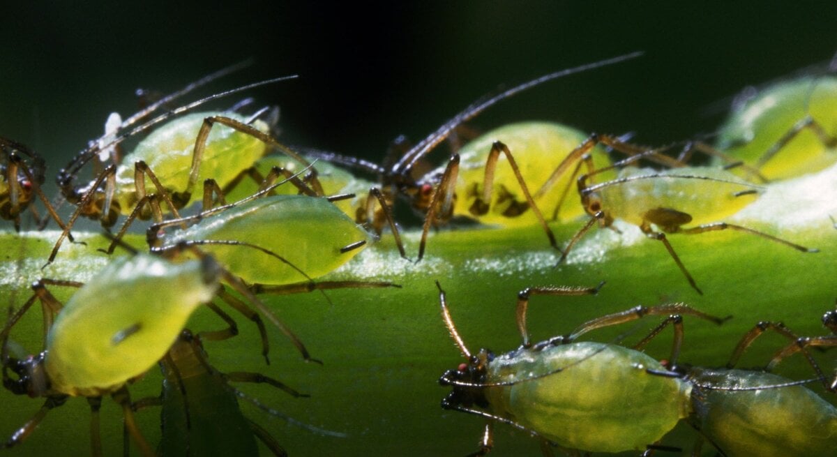  Das Bild zeigt eine Gruppe von Blattläusen, die sich an einem Pflanzenstängel festklammern. Diese kleinen, grünen Insekten sind bekannt dafür, Pflanzensäfte zu saugen, was zu Schäden an den Pflanzen führen kann.