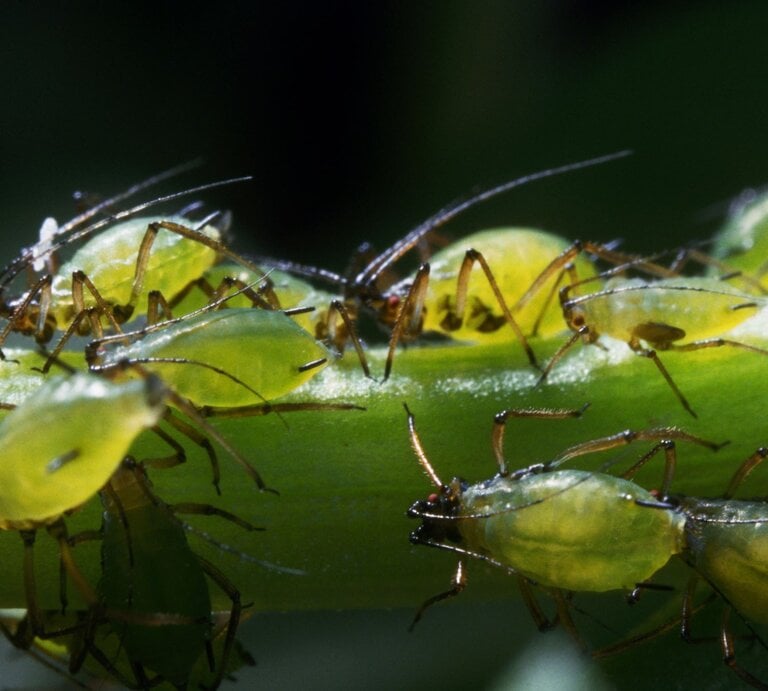  Das Bild zeigt eine Gruppe von Blattläusen, die sich an einem Pflanzenstängel festklammern. Diese kleinen, grünen Insekten sind bekannt dafür, Pflanzensäfte zu saugen, was zu Schäden an den Pflanzen führen kann. | © GettyImages/Clouds Hill Imaging Ltd.