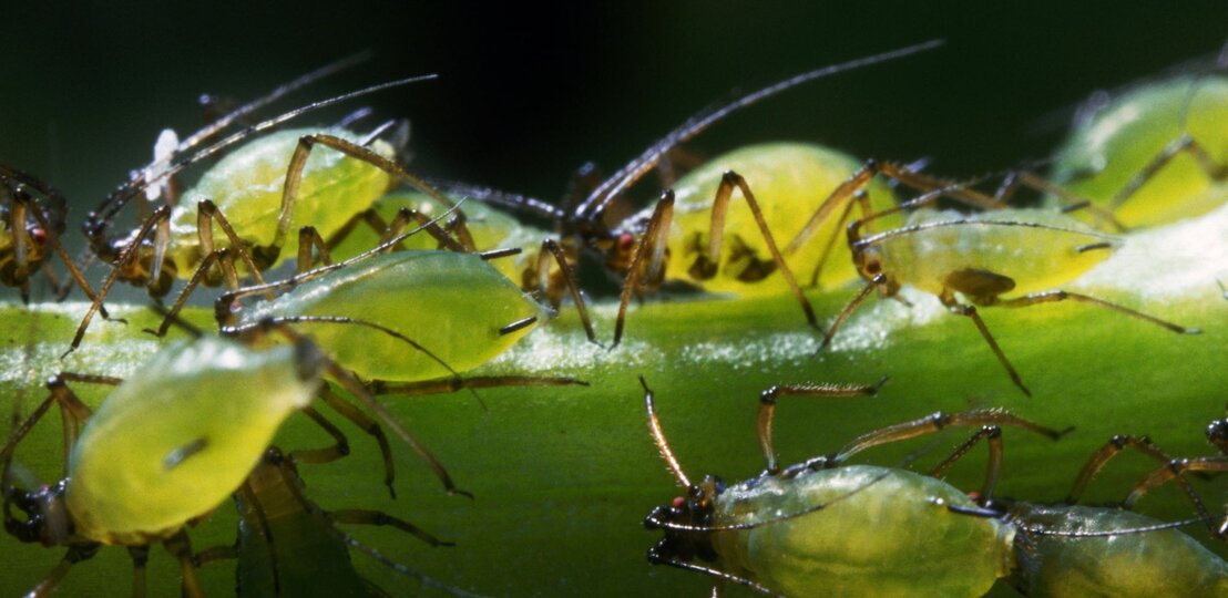  Das Bild zeigt eine Gruppe von Blattläusen, die sich an einem Pflanzenstängel festklammern. Diese kleinen, grünen Insekten sind bekannt dafür, Pflanzensäfte zu saugen, was zu Schäden an den Pflanzen führen kann. | © GettyImages/Clouds Hill Imaging Ltd.
