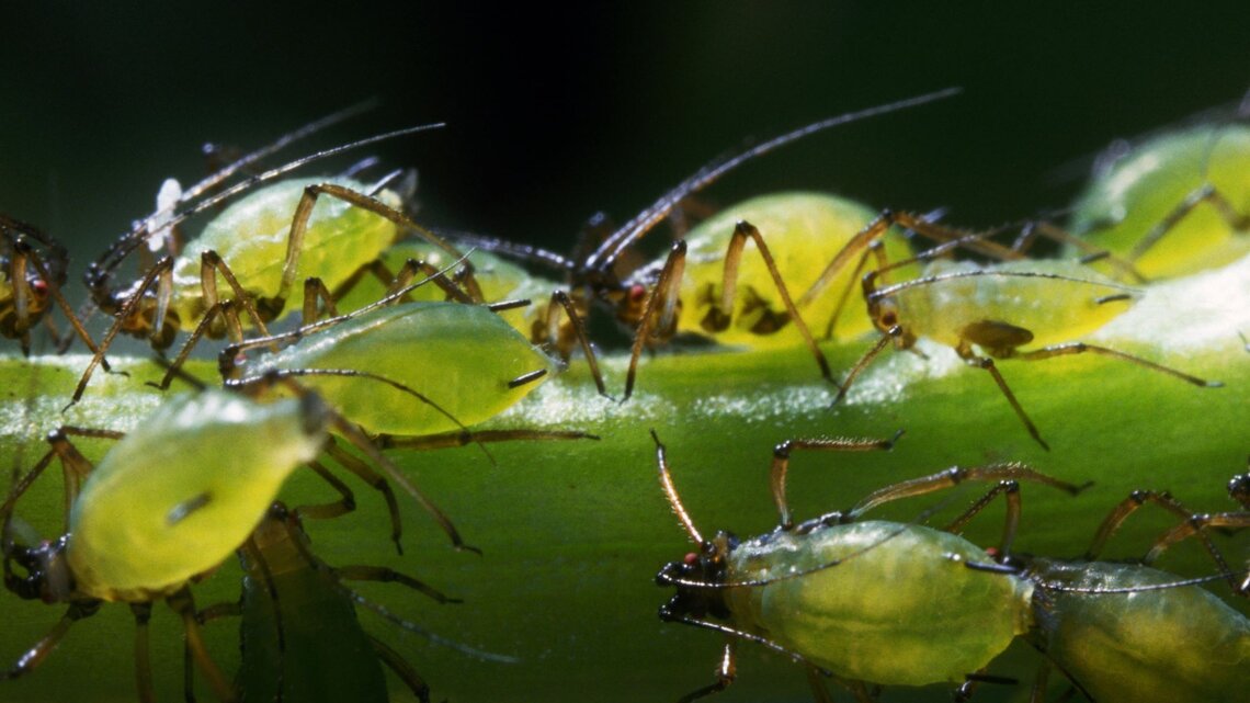  Das Bild zeigt eine Gruppe von Blattläusen, die sich an einem Pflanzenstängel festklammern. Diese kleinen, grünen Insekten sind bekannt dafür, Pflanzensäfte zu saugen, was zu Schäden an den Pflanzen führen kann. | © GettyImages/Clouds Hill Imaging Ltd.