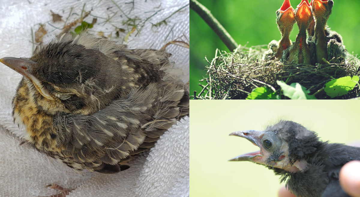 Drei Vogeljunge: eins schläft auf Handtuch, drei rufen hungrig im Nest, ein kahles Küken mit offenem Schnabel wird in Hand gehalten.